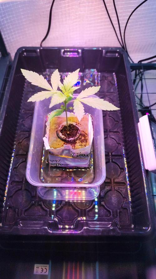 Kaliweed69. Week 1 - Végétation 1ère semaine .
Humidité relative 70 %
Led 50 watt.