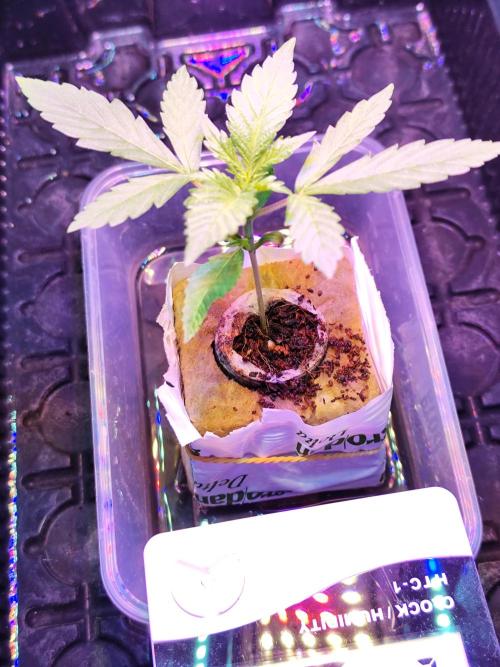 Kaliweed69. Week 1 - Végétation 1ère semaine.
Pas d'engrais 