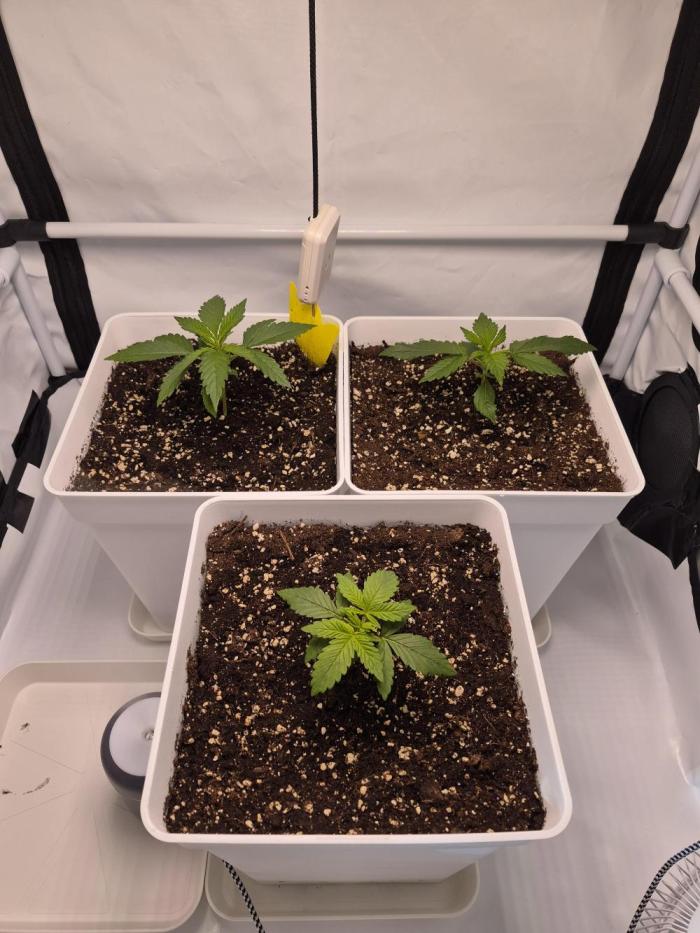 Og Kush 420 Fast Buds. Week 2