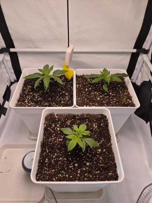 OG Kush Auto. Week 2