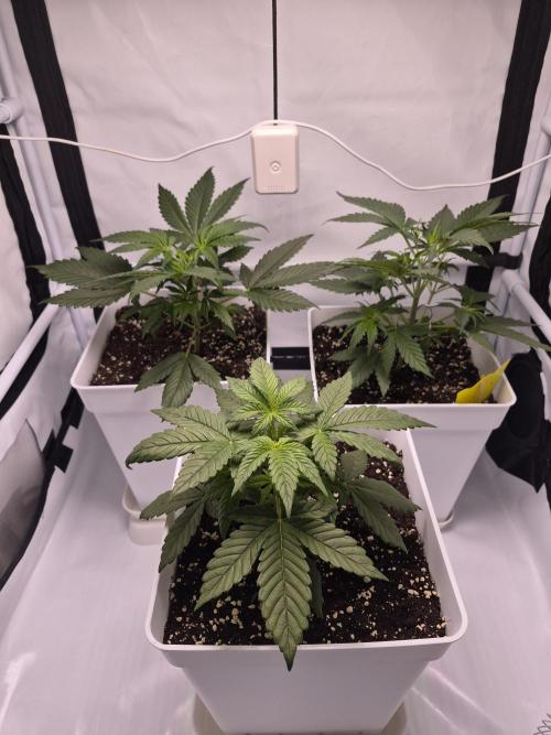 OG Kush Auto. Week 3
