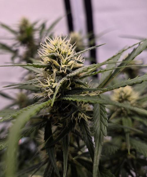 OG Kush Auto. Week 3