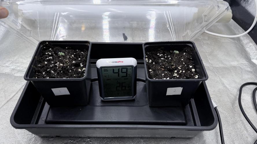 Barney's Farm Pineapple Chunk - Organic. Week 0
