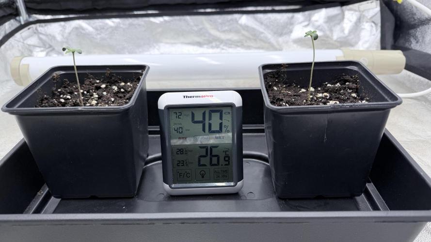 Barney's Farm Pineapple Chunk - Organic. Week 0