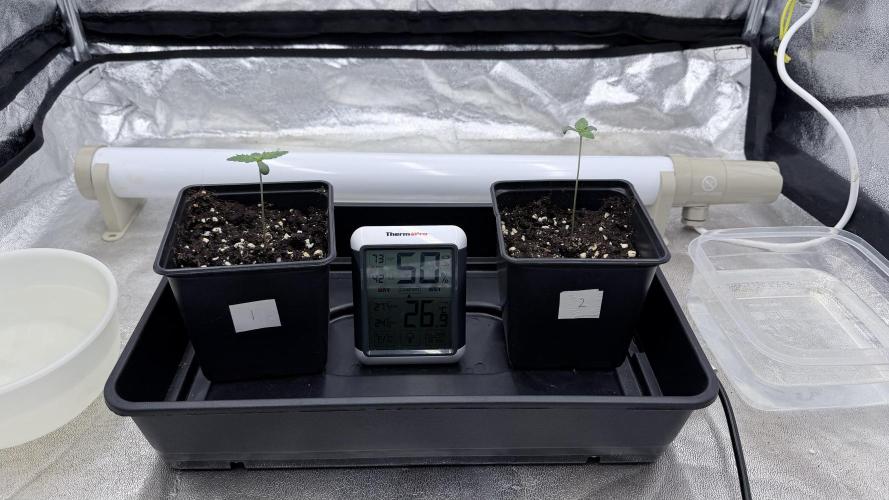 Barney's Farm Pineapple Chunk - Organic. Week 0