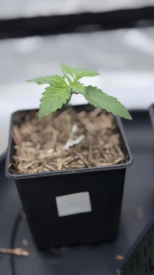 Barney's Farm Pineapple Chunk - Organic. Week 2