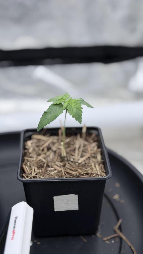 Barney's Farm Pineapple Chunk - Organic. Week 2