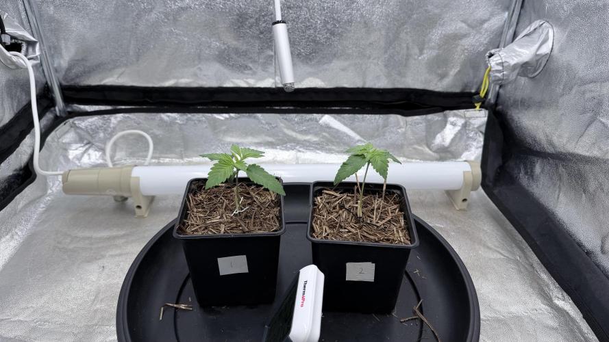 Barney's Farm Pineapple Chunk - Organic. Week 2