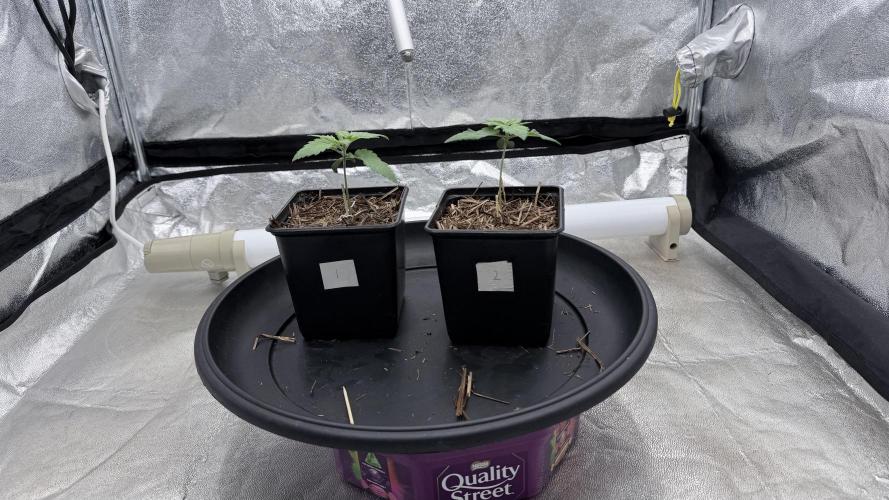 Barney's Farm Pineapple Chunk - Organic. Week 2