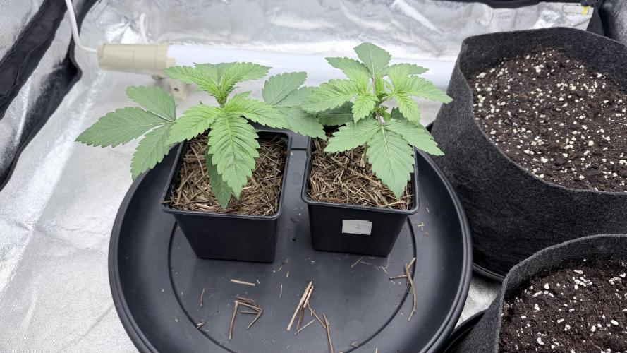 Barney's Farm Pineapple Chunk - Organic. Week 3