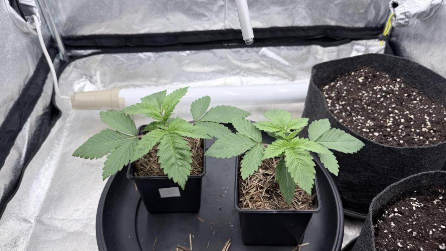 Barney's Farm Pineapple Chunk - Organic. Week 3