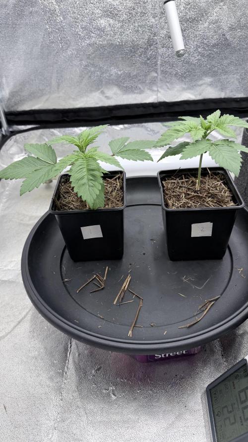 Barney's Farm Pineapple Chunk - Organic. Week 3