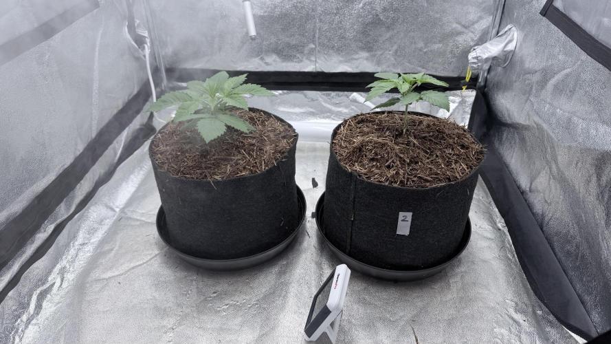 Barney's Farm Pineapple Chunk - Organic. Week 3