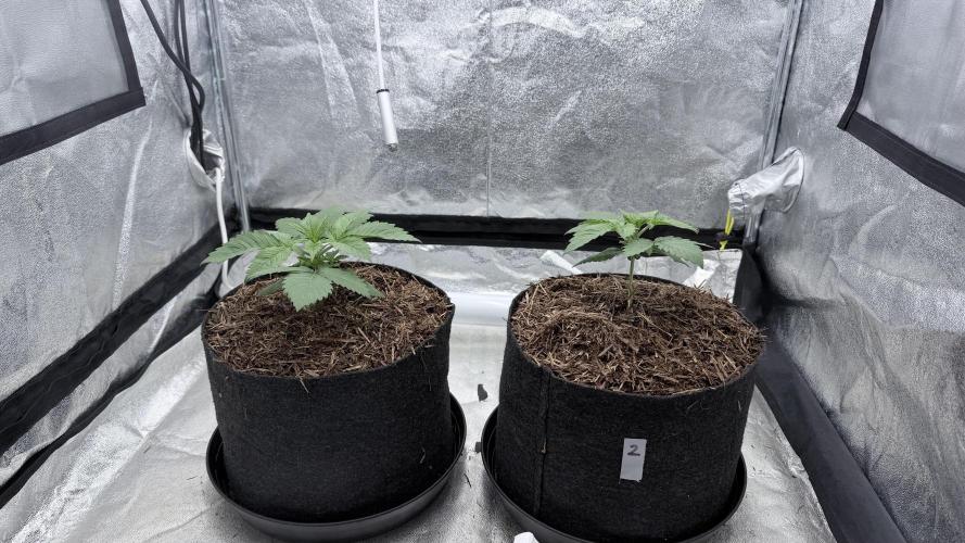 Barney's Farm Pineapple Chunk - Organic. Week 3