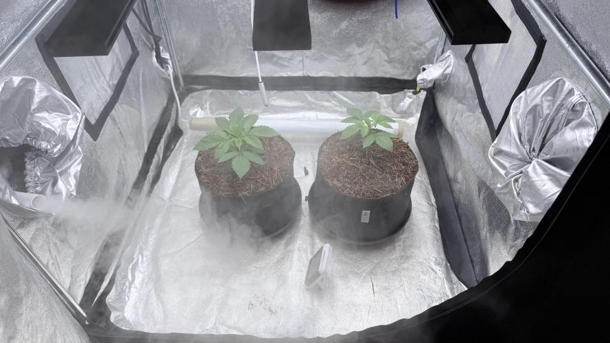 Barney's Farm Pineapple Chunk - Organic. Week 3