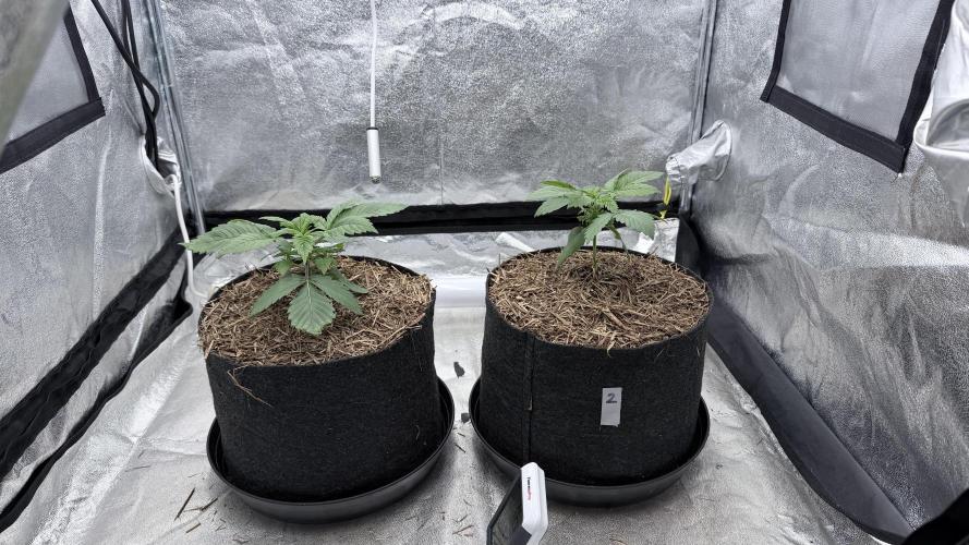 Barney's Farm Pineapple Chunk - Organic. Week 3