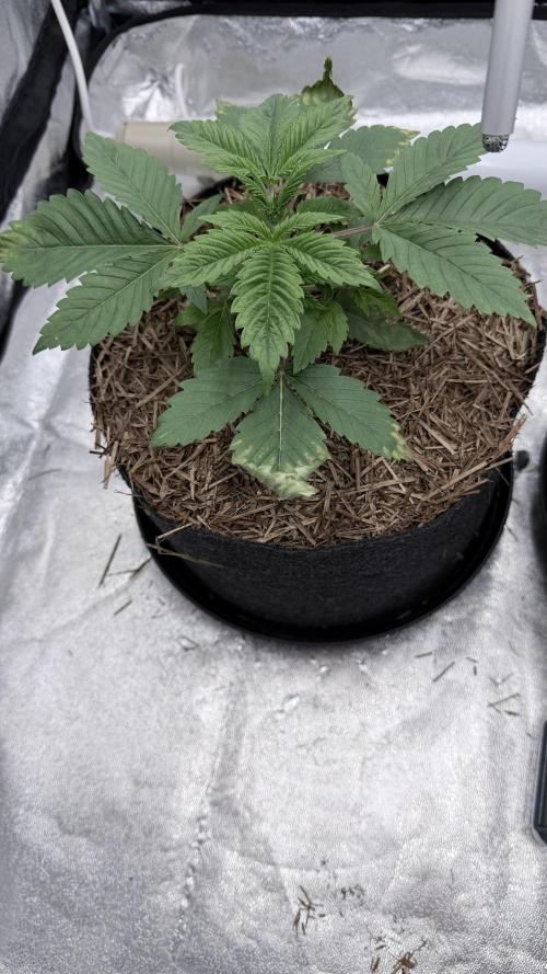 Barney's Farm Pineapple Chunk - Organic. Week 3