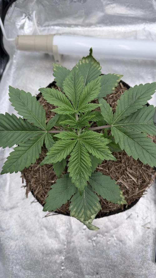 Barney's Farm Pineapple Chunk - Organic. Week 3