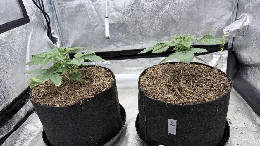 Barney's Farm Pineapple Chunk - Organic. Week 3