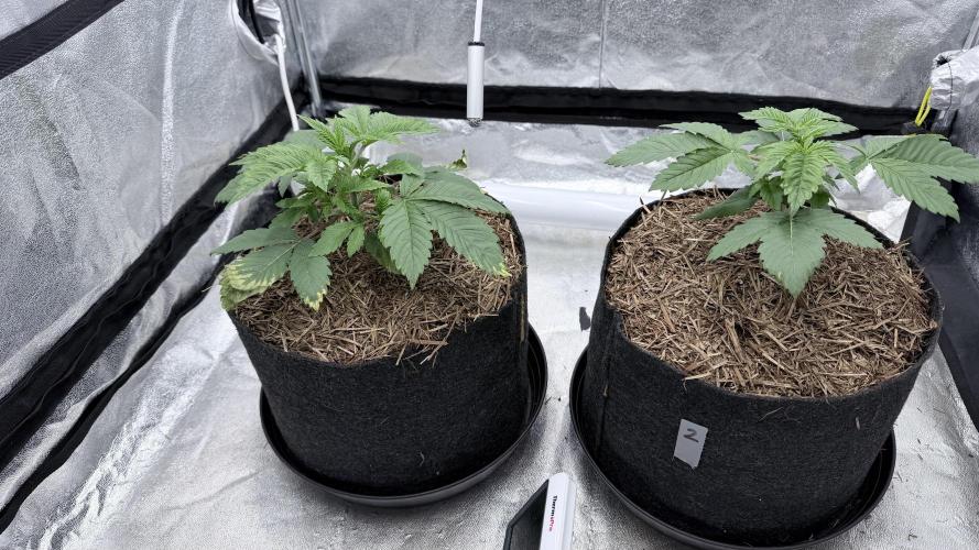 Barney's Farm Pineapple Chunk - Organic. Week 3