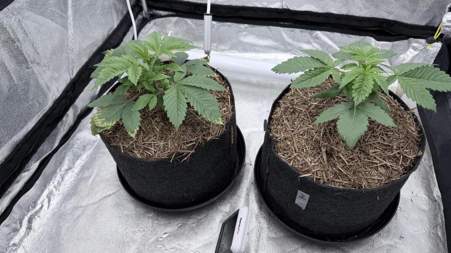Barney's Farm Pineapple Chunk - Organic. Week 3