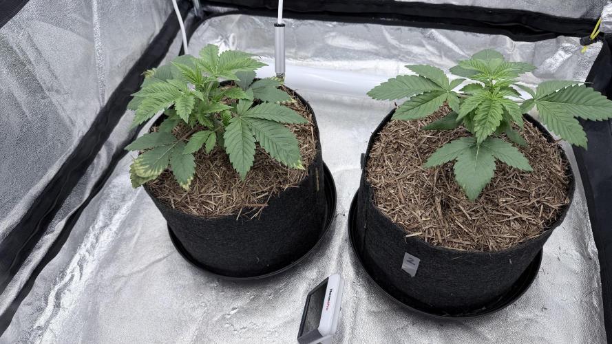 Barney's Farm Pineapple Chunk - Organic. Week 3