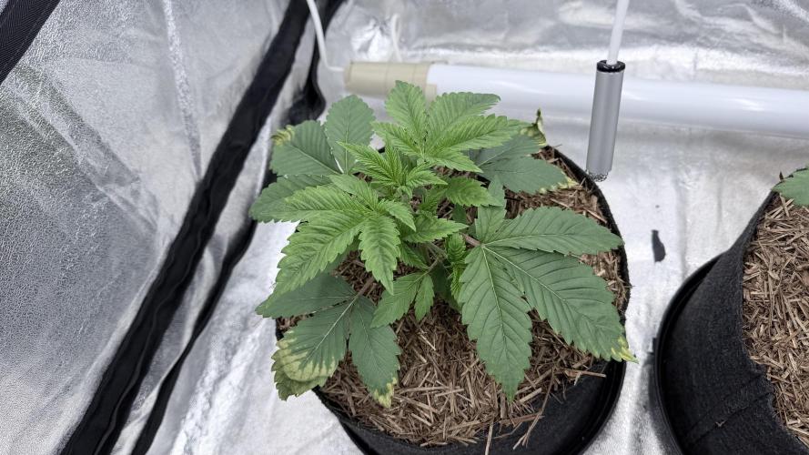 Barney's Farm Pineapple Chunk - Organic. Week 3