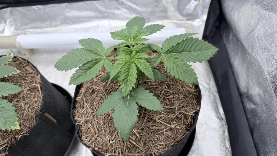 Barney's Farm Pineapple Chunk - Organic. Week 3