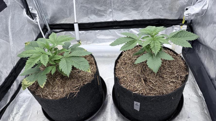 Barney's Farm Pineapple Chunk - Organic. Week 3