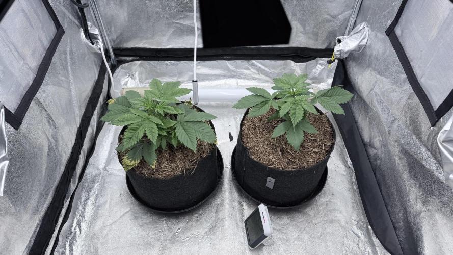 Barney's Farm Pineapple Chunk - Organic. Week 4