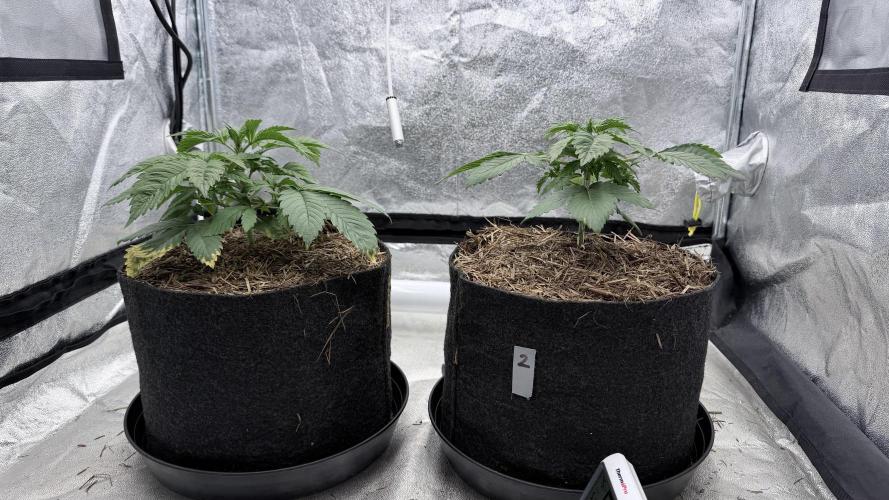 Barney's Farm Pineapple Chunk - Organic. Week 4