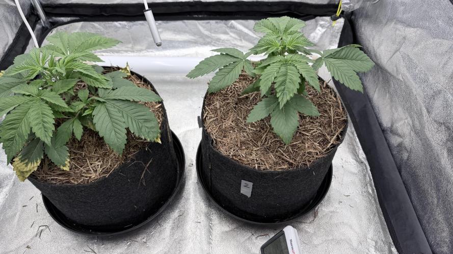 Barney's Farm Pineapple Chunk - Organic. Week 4