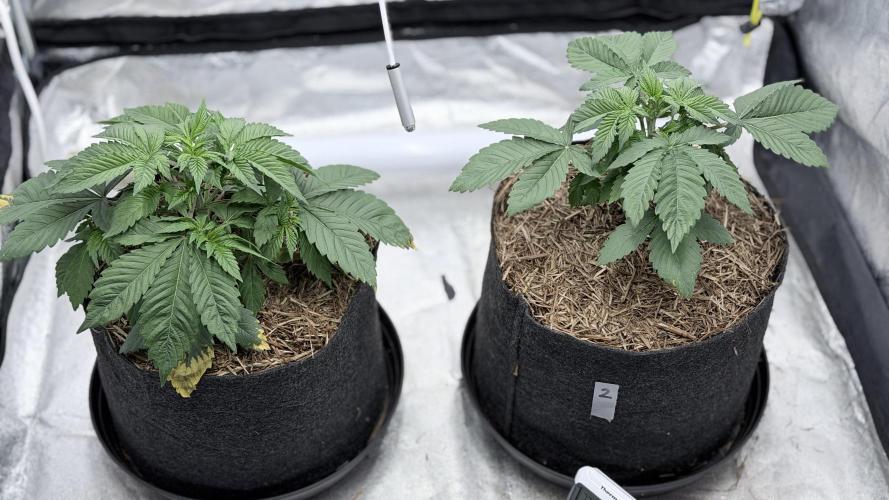 Barney's Farm Pineapple Chunk - Organic. Week 4