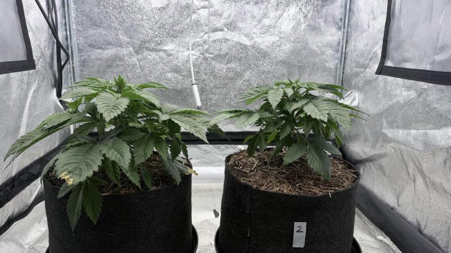 Barney's Farm Pineapple Chunk - Organic. Week 4