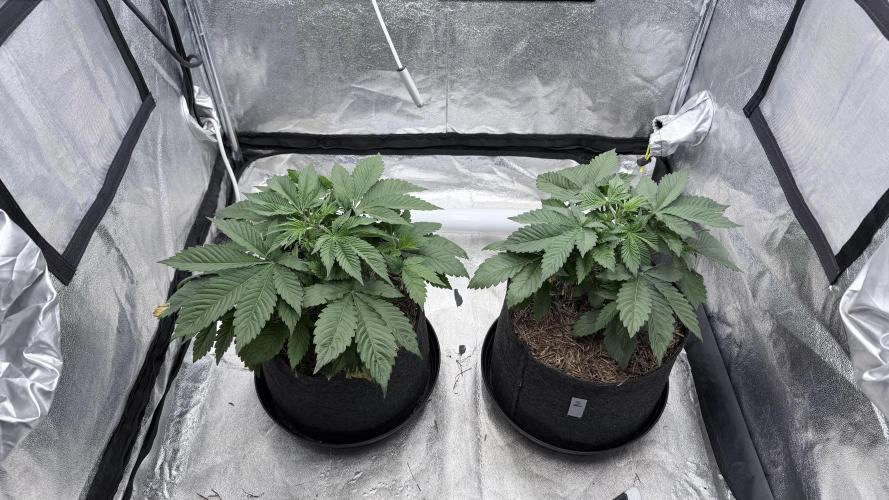 Barney's Farm Pineapple Chunk - Organic. Week 4