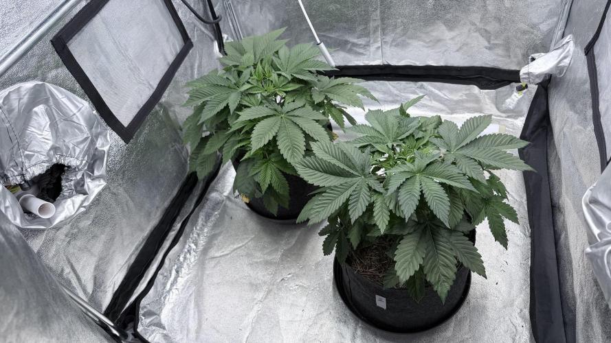 Barney's Farm Pineapple Chunk - Organic. Week 5