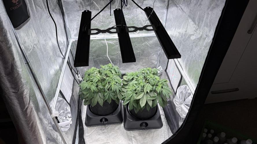 Pineapple Chunk. Week 5