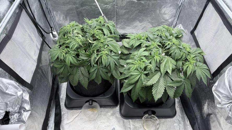Barney's Farm Pineapple Chunk - Organic. Week 5