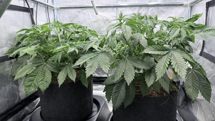 Barney's Farm Pineapple Chunk - Organic. Week 6