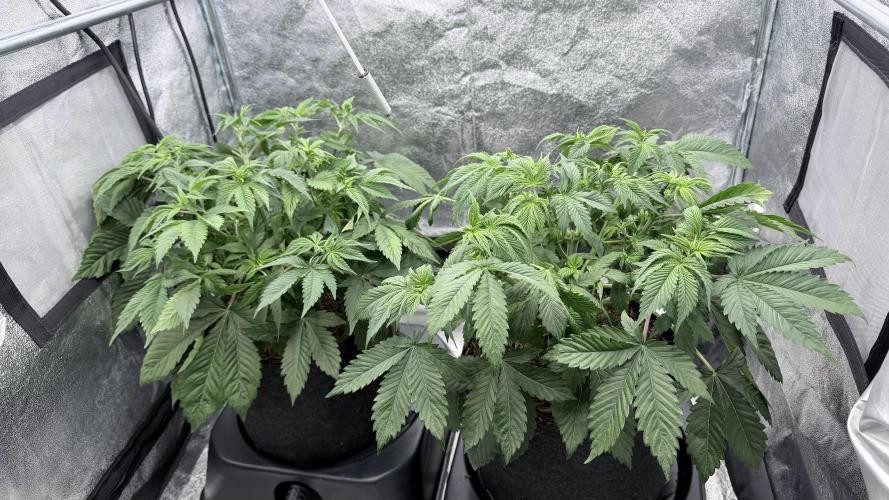 Barney's Farm Pineapple Chunk - Organic. Week 6
