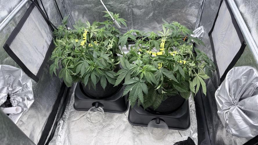Barney's Farm Pineapple Chunk - Organic. Week 6