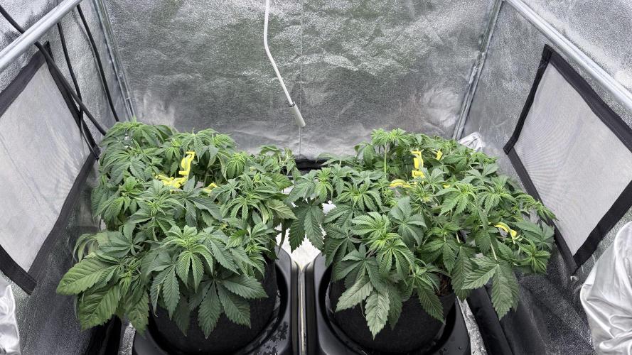 Barney's Farm Pineapple Chunk - Organic. Week 6