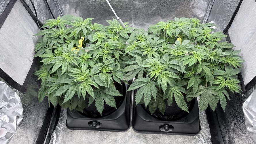 Barney's Farm Pineapple Chunk - Organic. Week 6