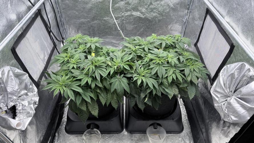 Barney's Farm Pineapple Chunk - Organic. Week 6