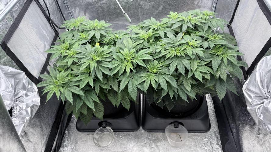 Barney's Farm Pineapple Chunk - Organic. Week 6