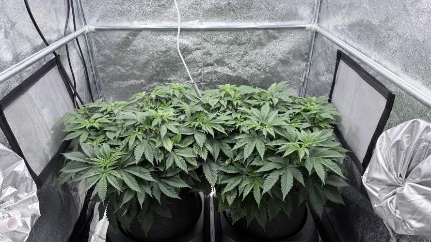 Barney's Farm Pineapple Chunk - Organic. Week 6