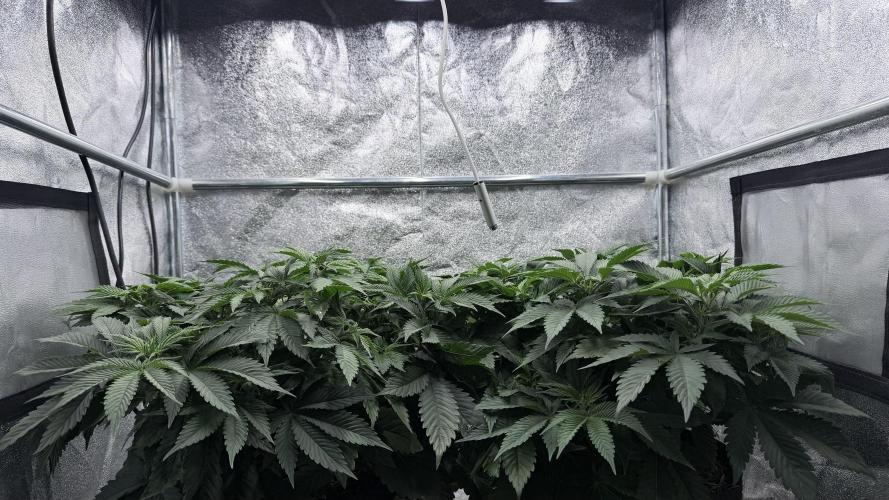 Barney's Farm Pineapple Chunk - Organic. Week 6