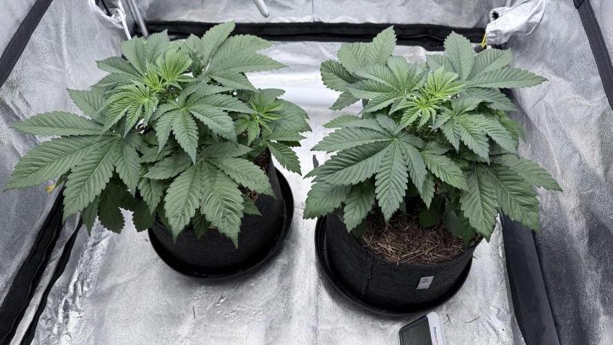 Barney's Farm Pineapple Chunk - Organic. Week 5