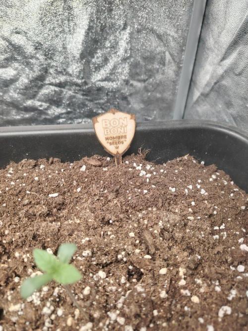 Paldy na obzoru. Week 1