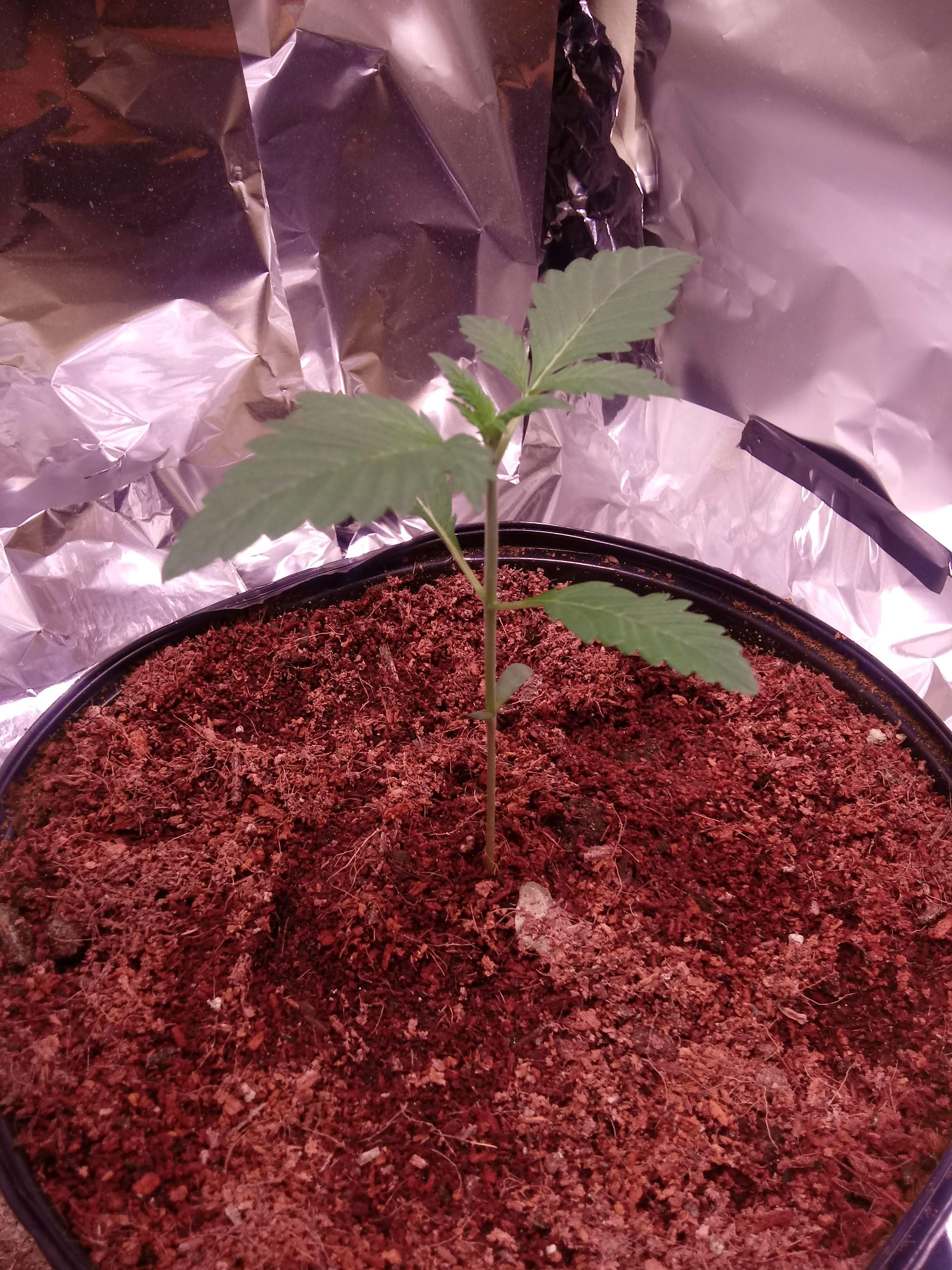 Ilgm Germination Guide - hsdv5f8